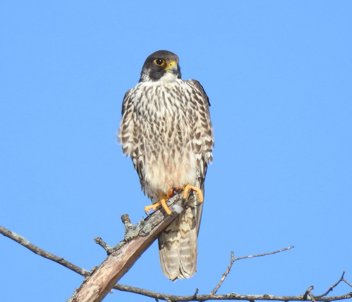 Peregrine Falcon - Barbara N. Charlton
