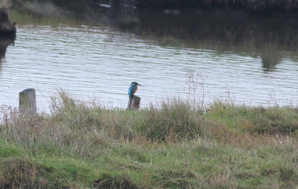 Common Kingfisher - ML304515861