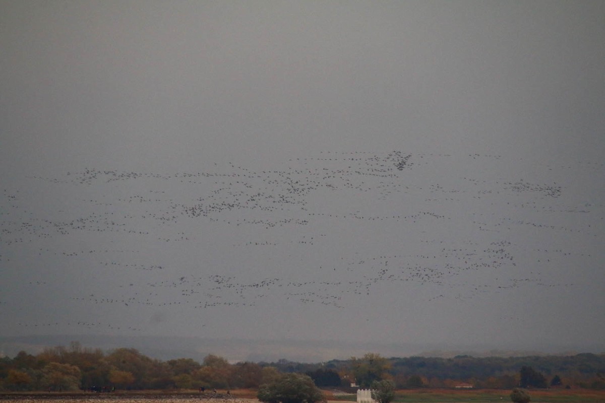 Common Crane - Bastiaan Notebaert