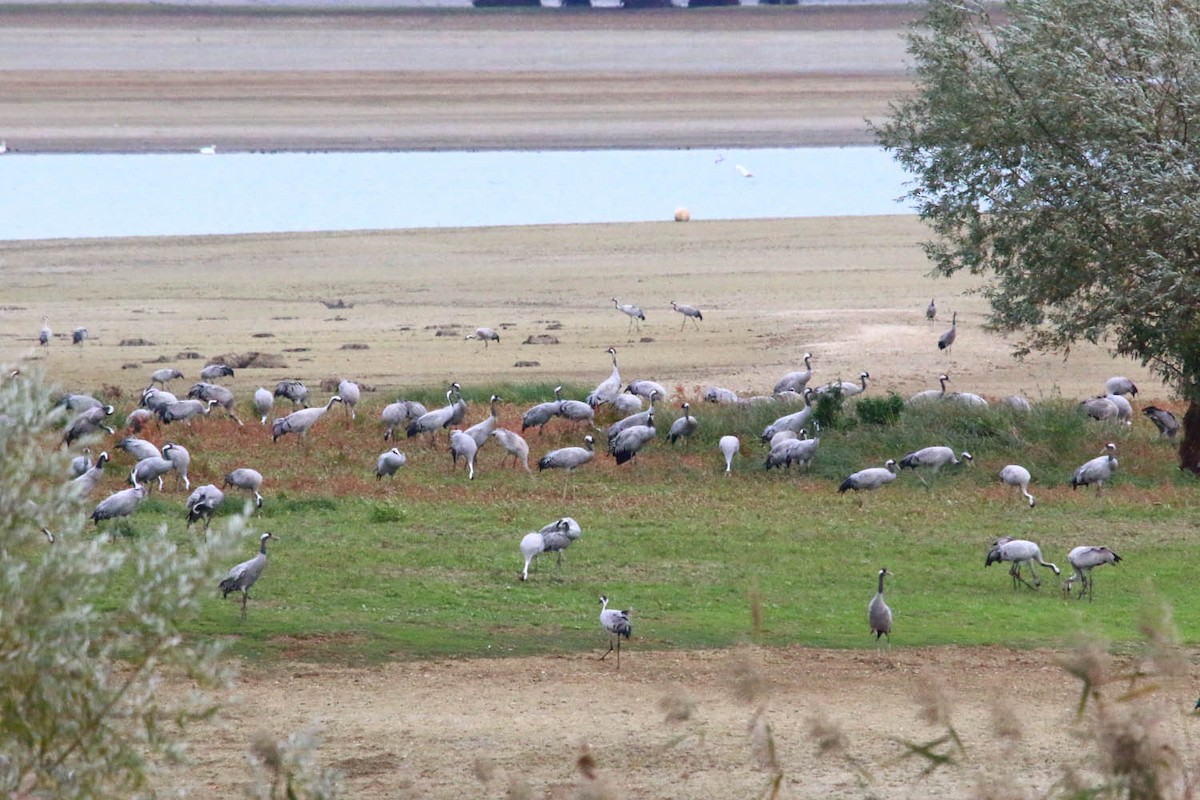 Common Crane - ML304519141