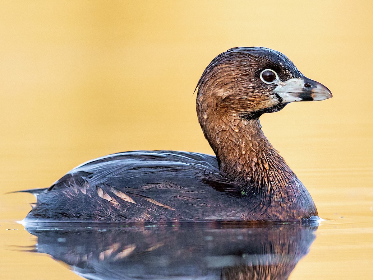 Breeding adult