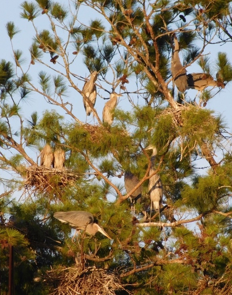 Great Blue Heron - ML30452261