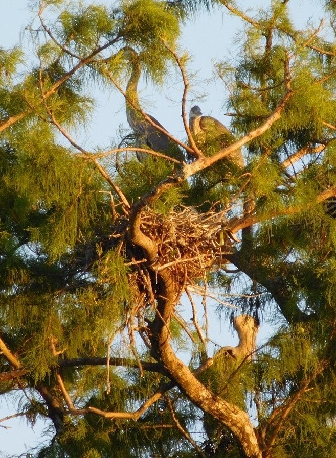 Great Blue Heron - ML30452281