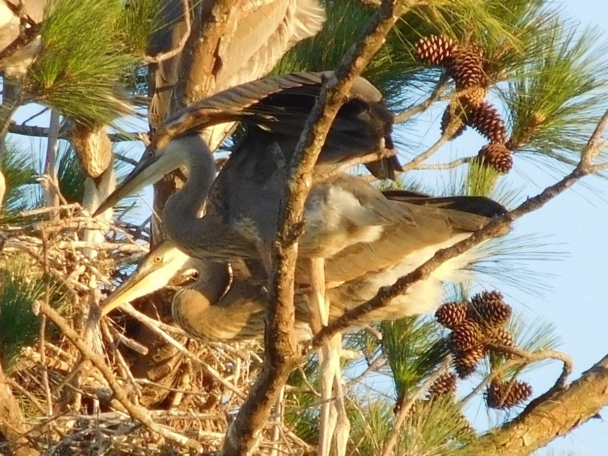 Great Blue Heron - ML30452311