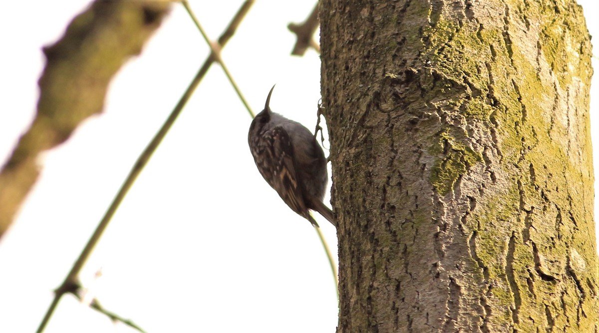 טפס-עצים קצר-אצבעות - ML304523761