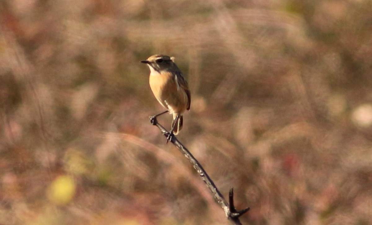 דוחל שחור-גרון - ML304523861