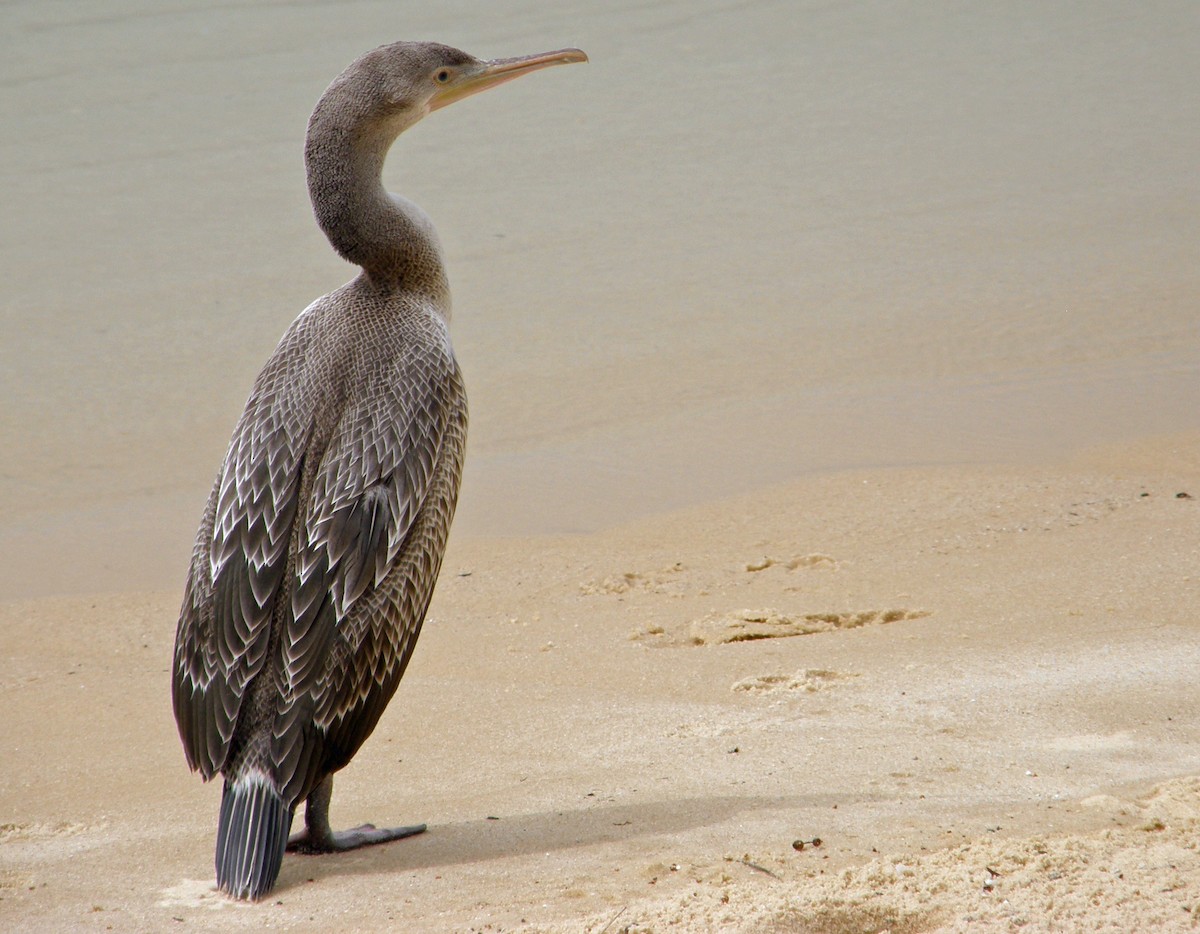 Socotra Cormorant - ML30452391