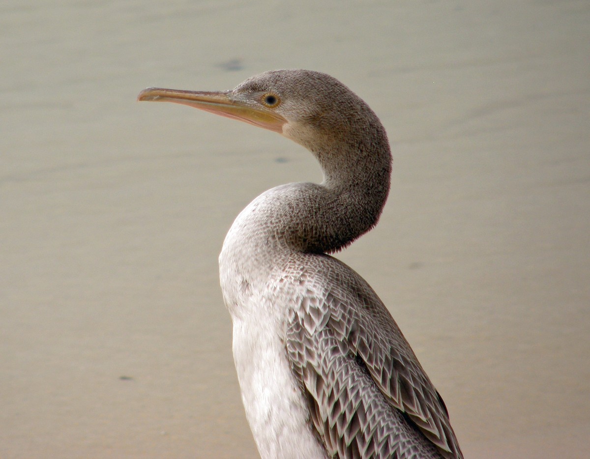 Socotra Cormorant - ML30452401