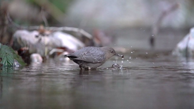 American Dipper - ML304525111