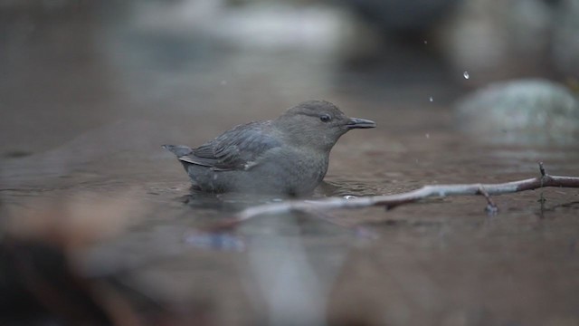 American Dipper - ML304525171