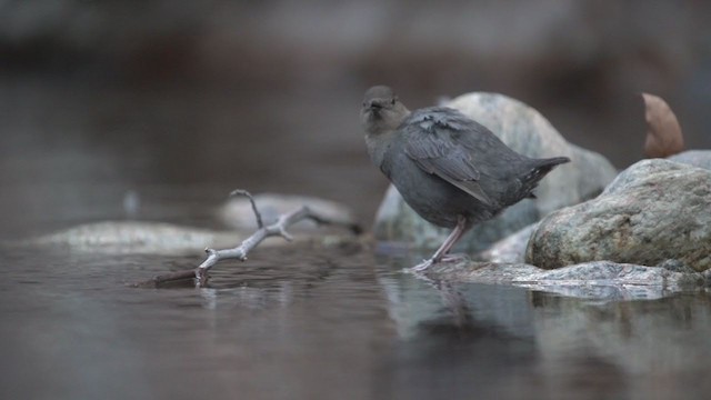 American Dipper - ML304525291