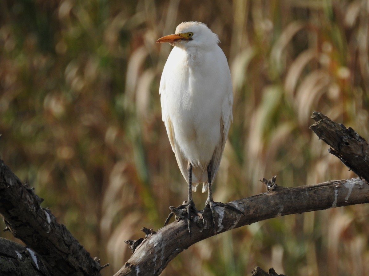 Western Cattle Egret - ML304525521