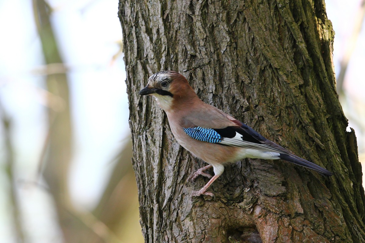 Arrendajo Euroasiático - ML304525871