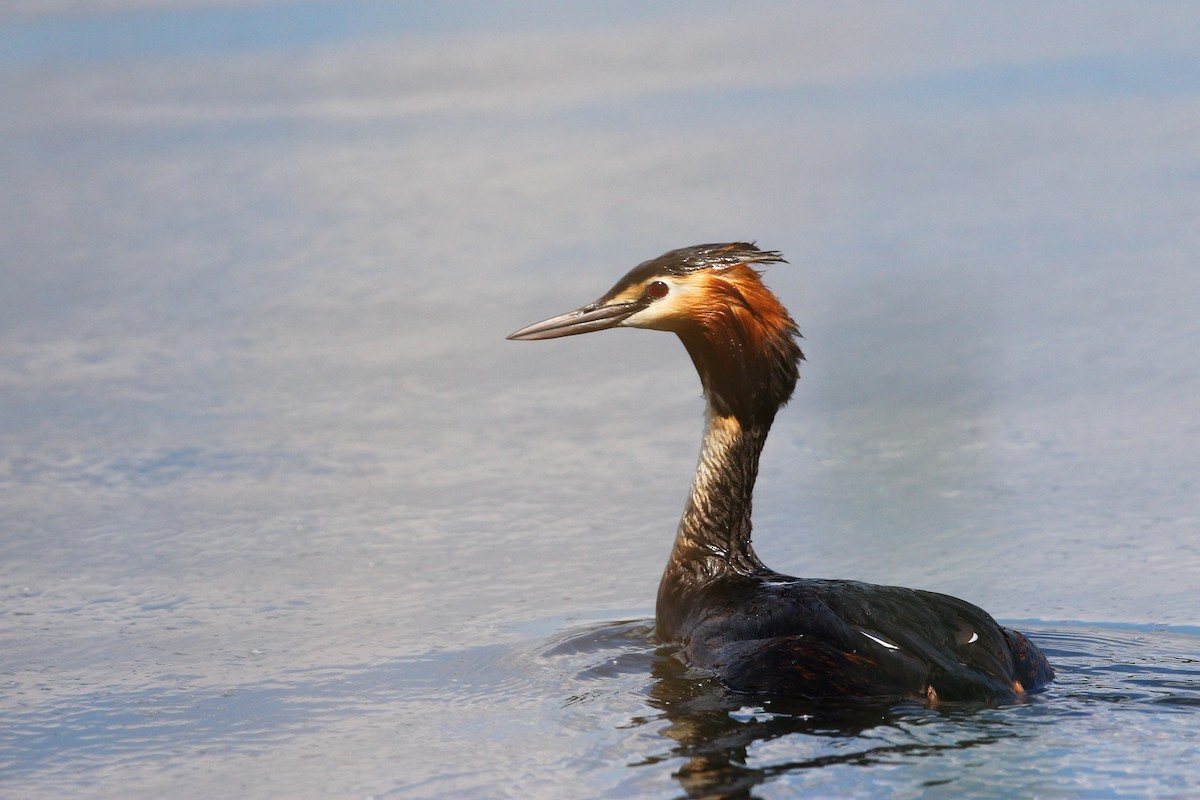 Somormujo Lavanco - ML304525881
