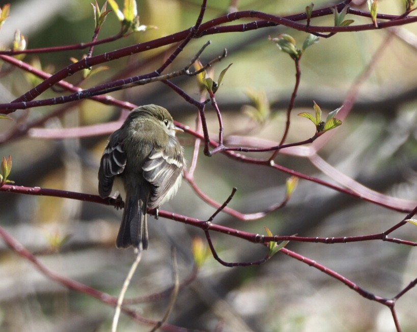 Least Flycatcher - ML304526591