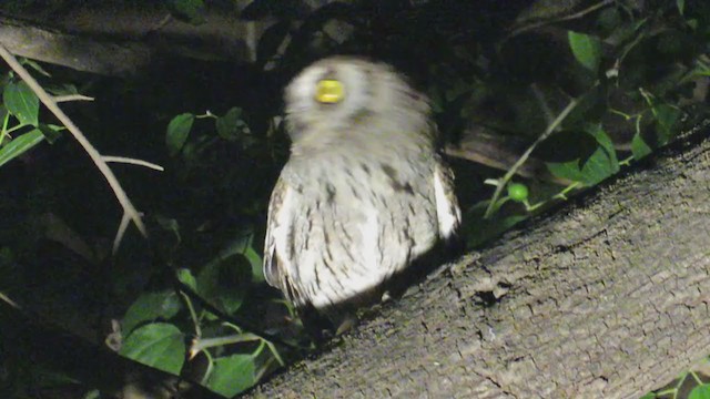 Arabian Scops-Owl - ML304527101