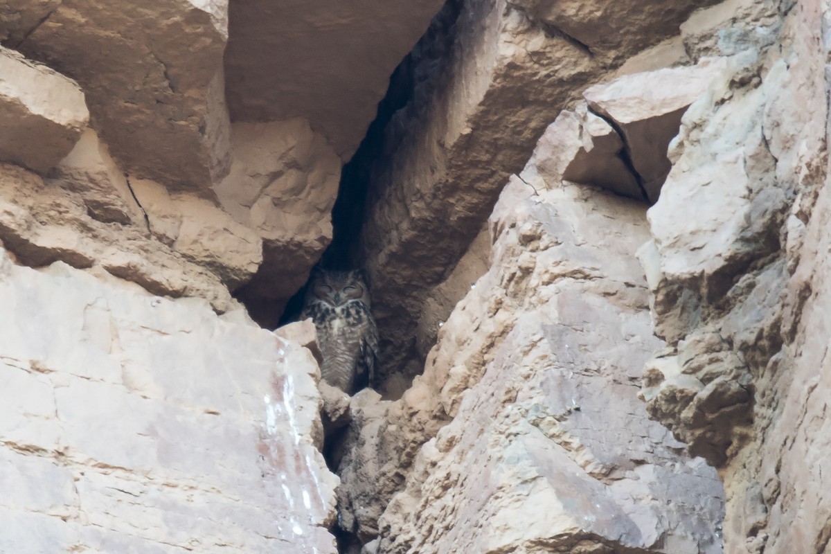 Pharaoh Eagle-Owl - Miguel Rouco