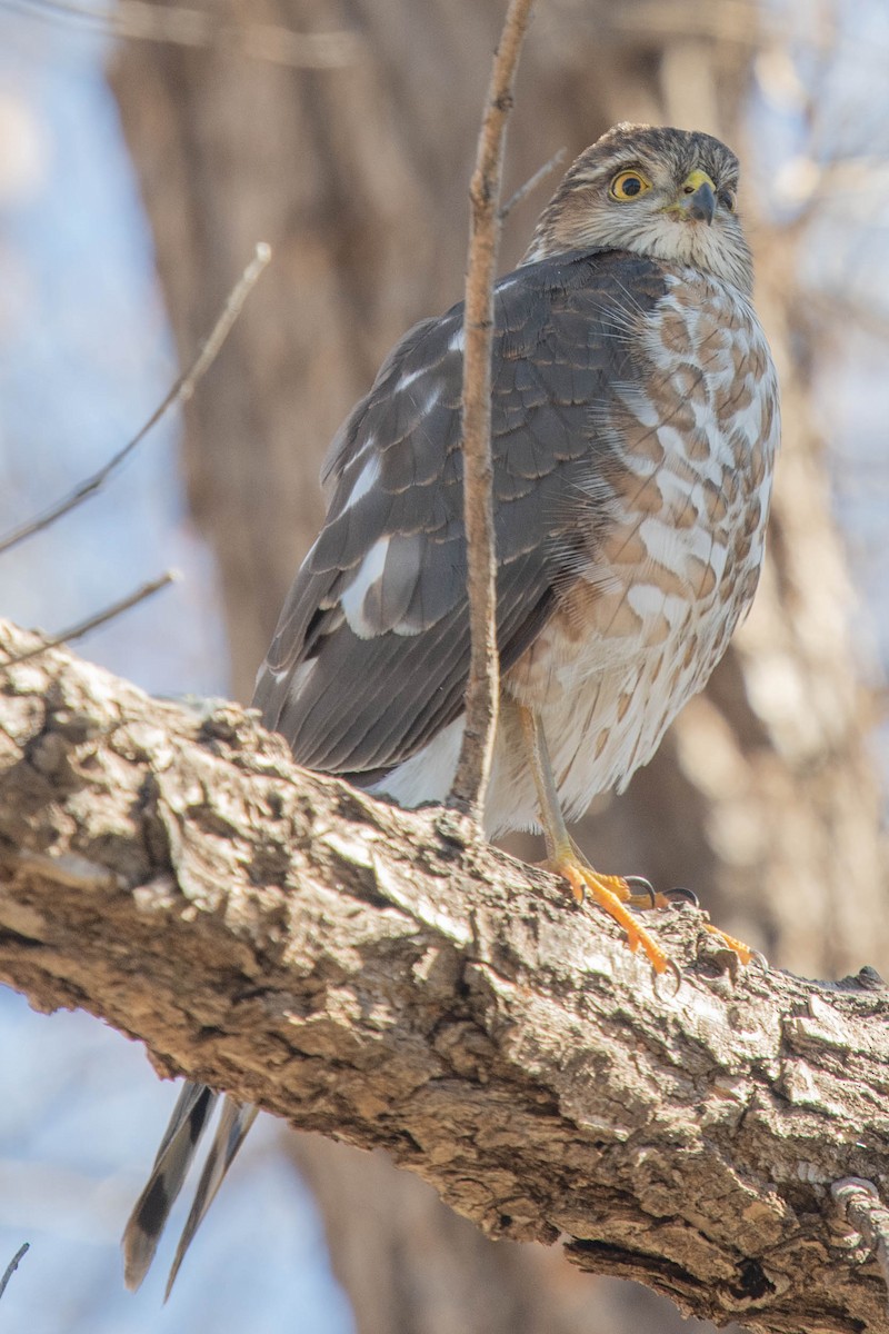 Sharp-shinned Hawk - ML304529781