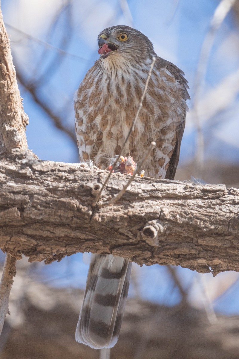 Sharp-shinned Hawk - ML304529821