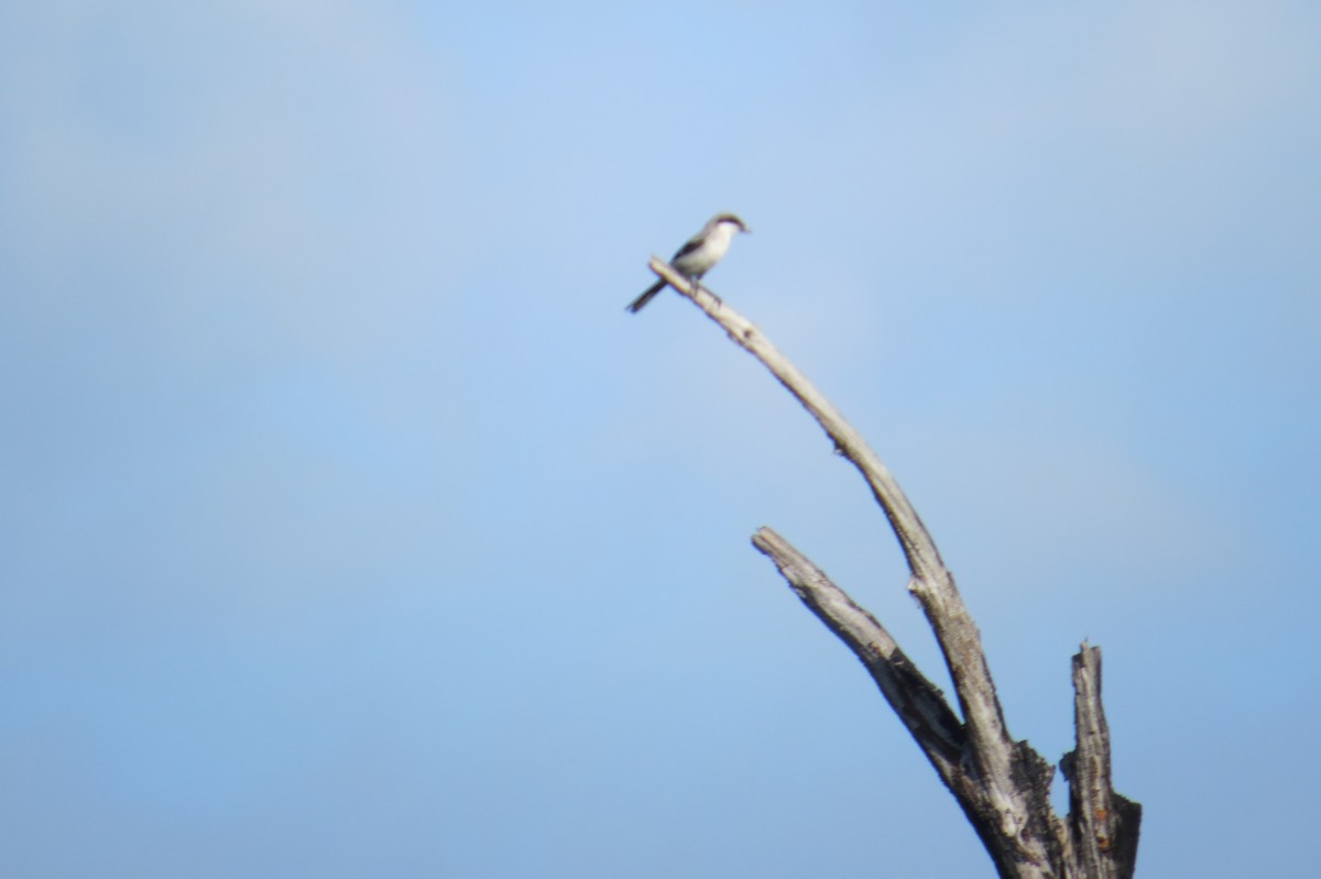 Loggerhead Shrike - David Greenspoon