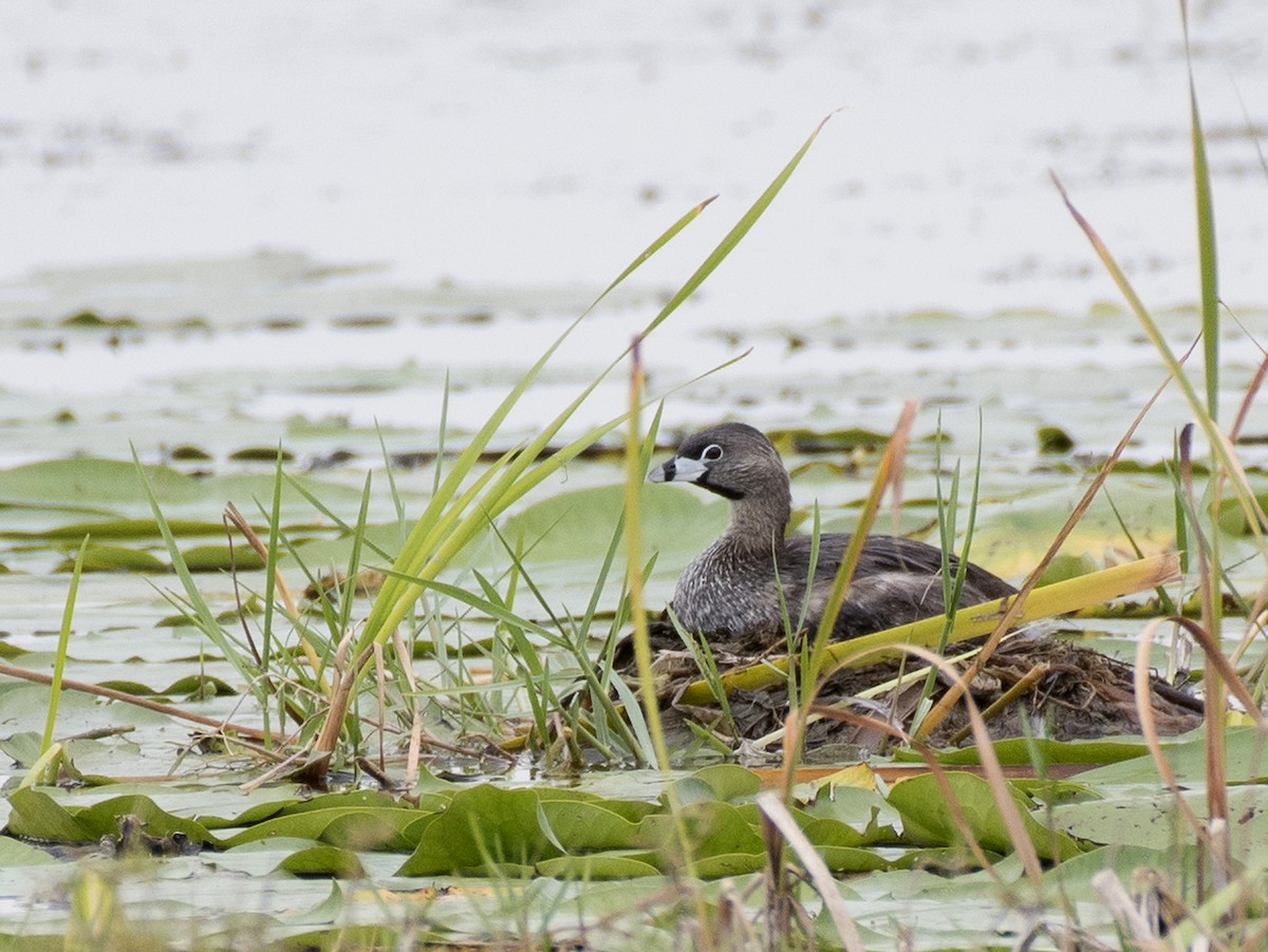 Breeding adult