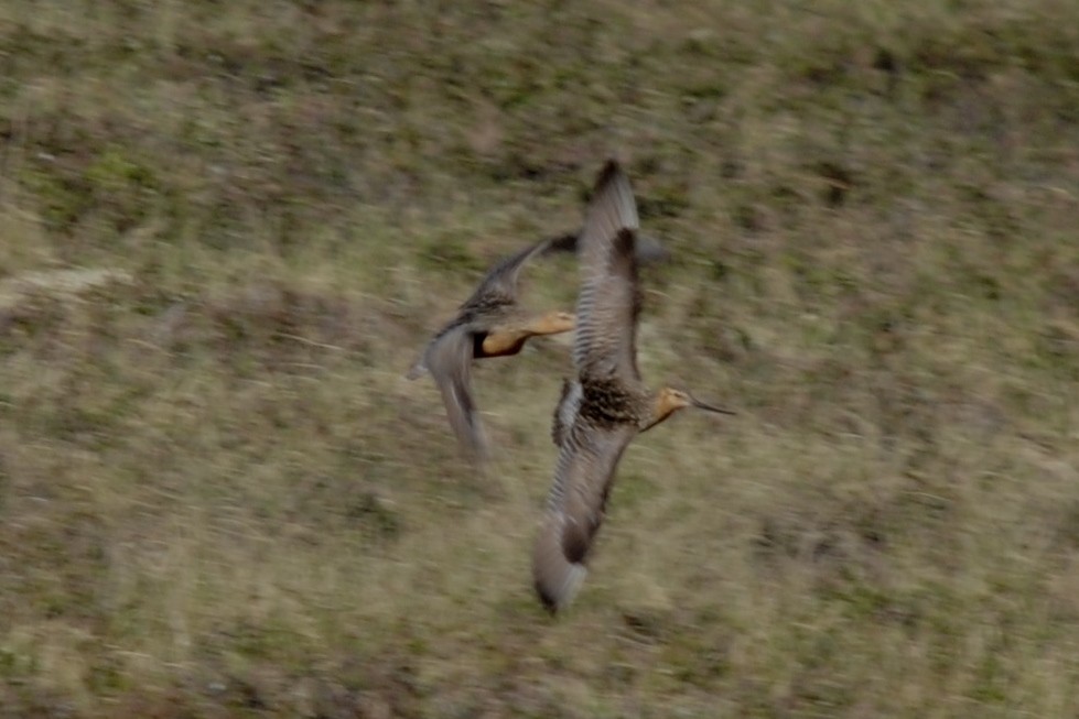 Bar-tailed Godwit - John Doty