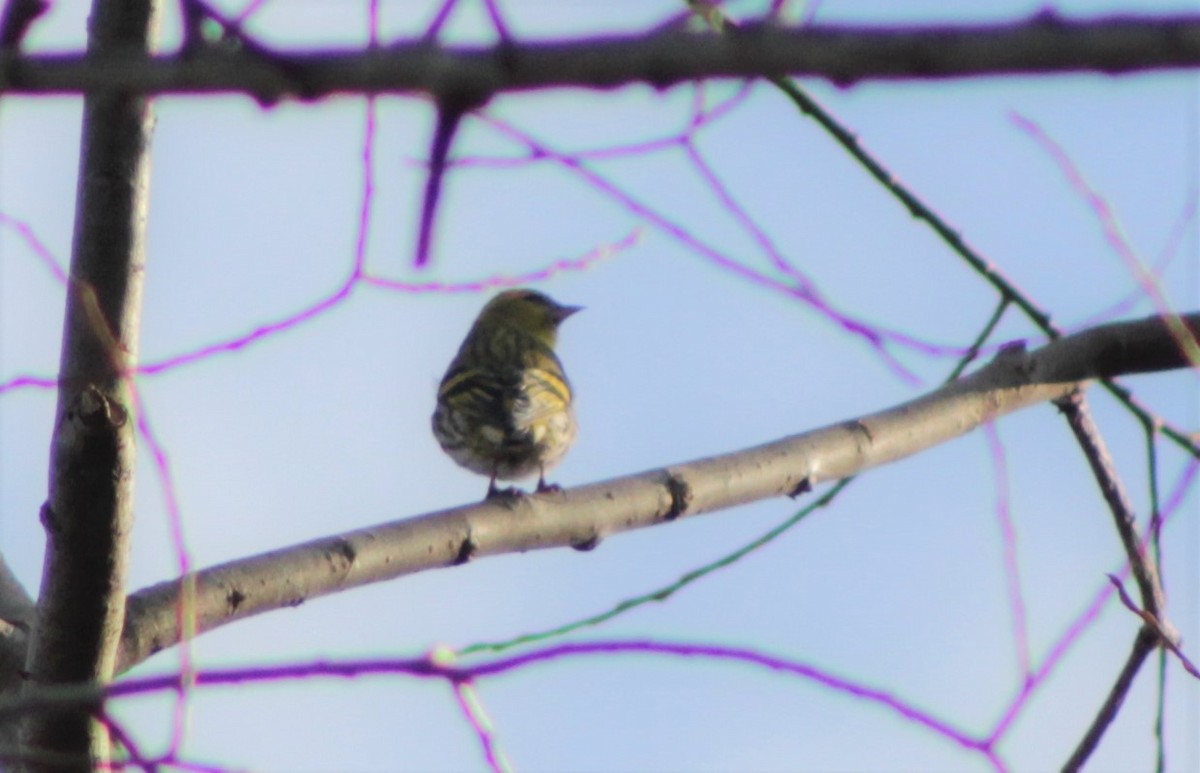 חורפי - ML304530821