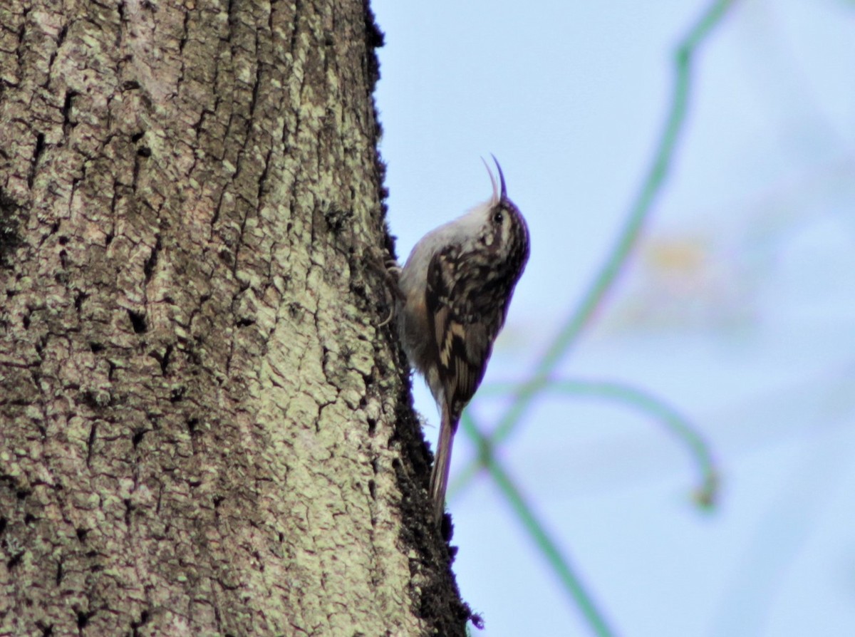 טפס-עצים קצר-אצבעות - ML304530951