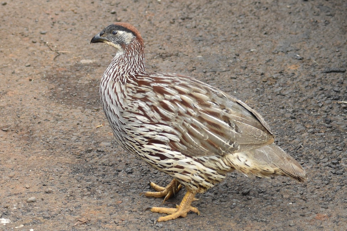 Erckel's Spurfowl - ML304531611