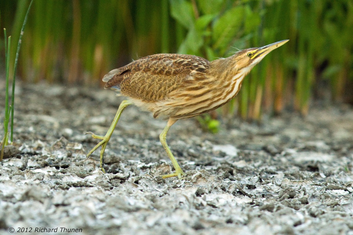 American Bittern - Richard Thunen