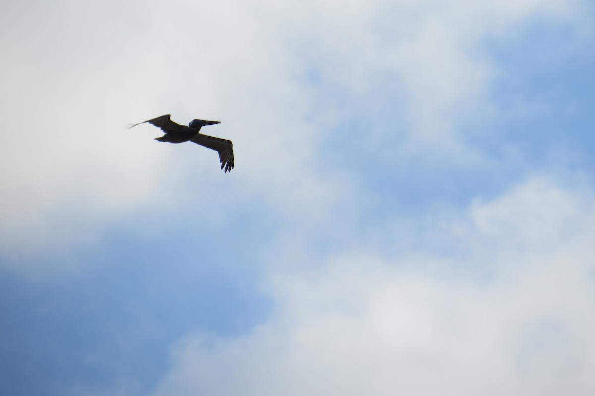 Brown Pelican - ML30453241