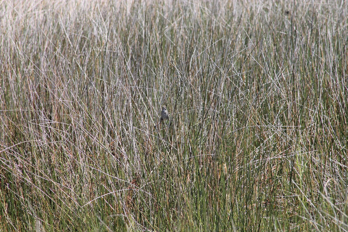 Seaside Sparrow - ML30453341