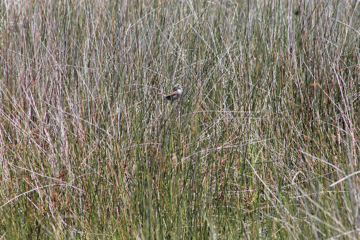 Seaside Sparrow - ML30453351