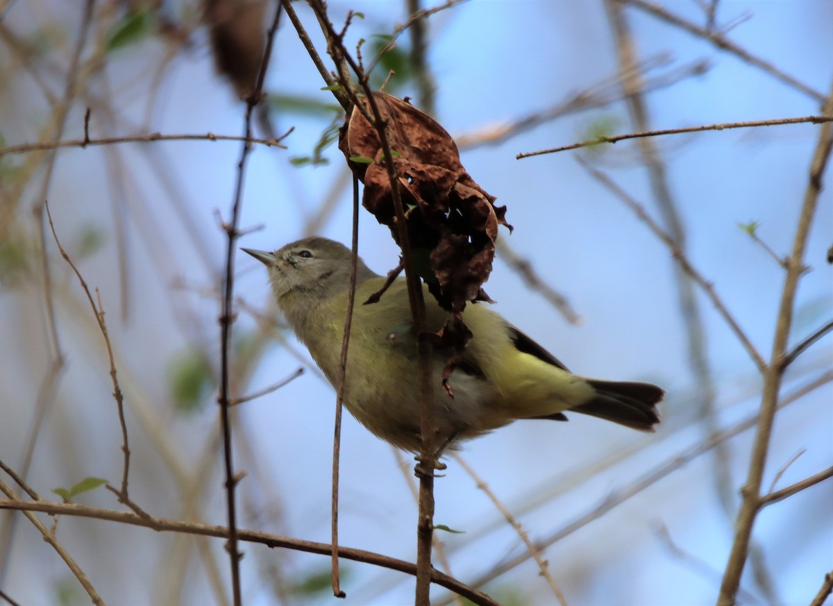 Orange-crowned Warbler - ML304533771