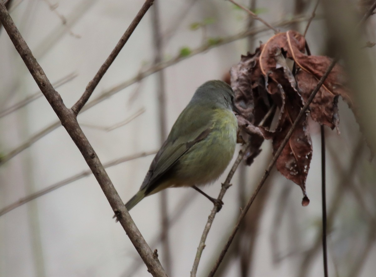 Orange-crowned Warbler - ML304533831