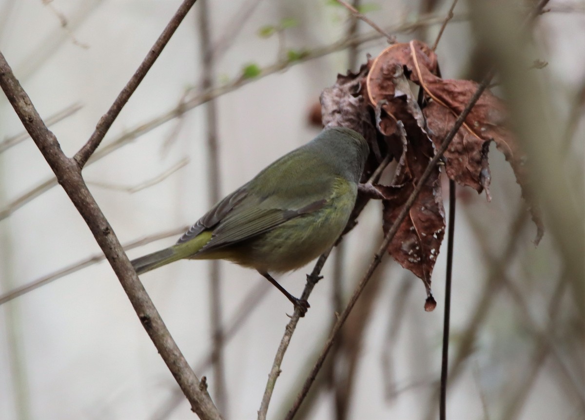 Orange-crowned Warbler - ML304533881