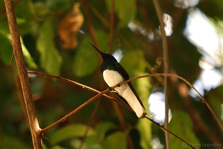 kolibřík bělokrký - ML304535421