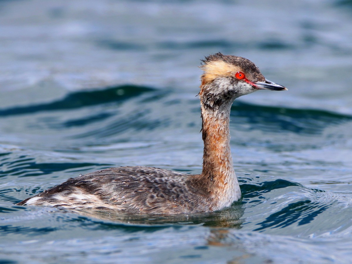 Molting adult