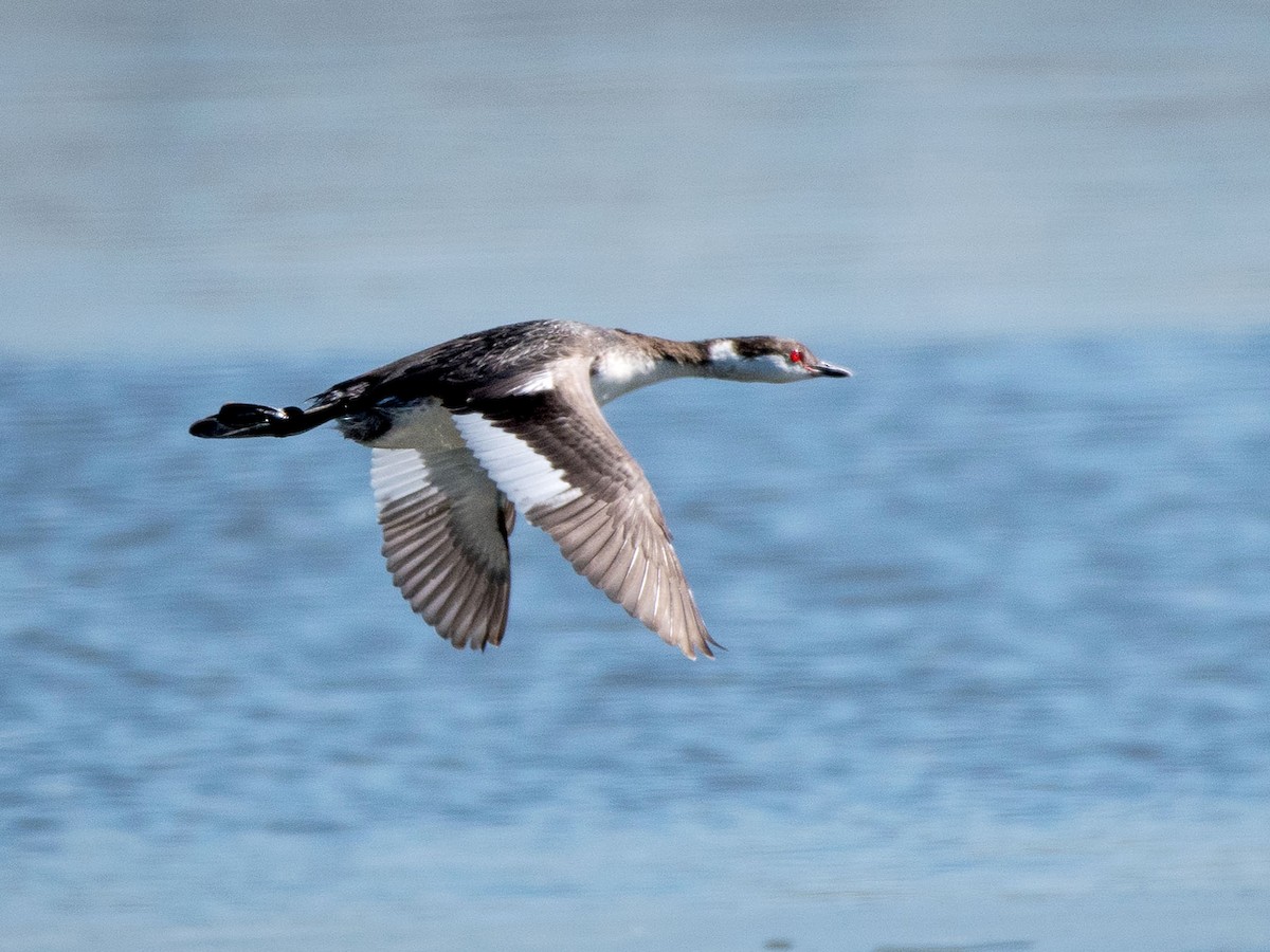 Molting adult