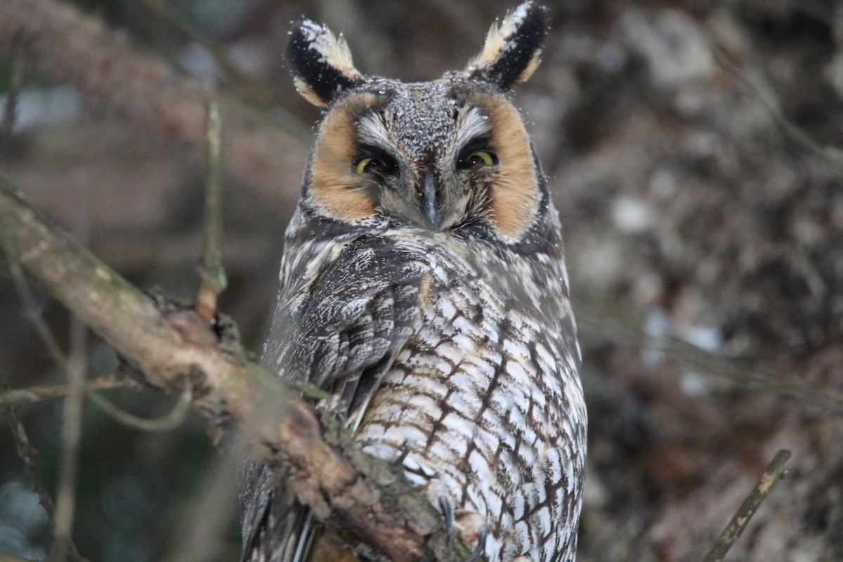 Long-eared Owl - Marcel Robillard