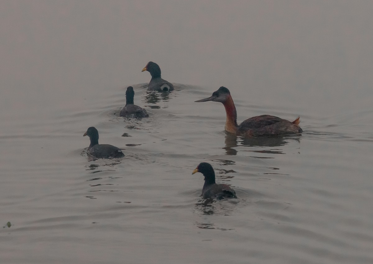 Great Grebe - ML304541861