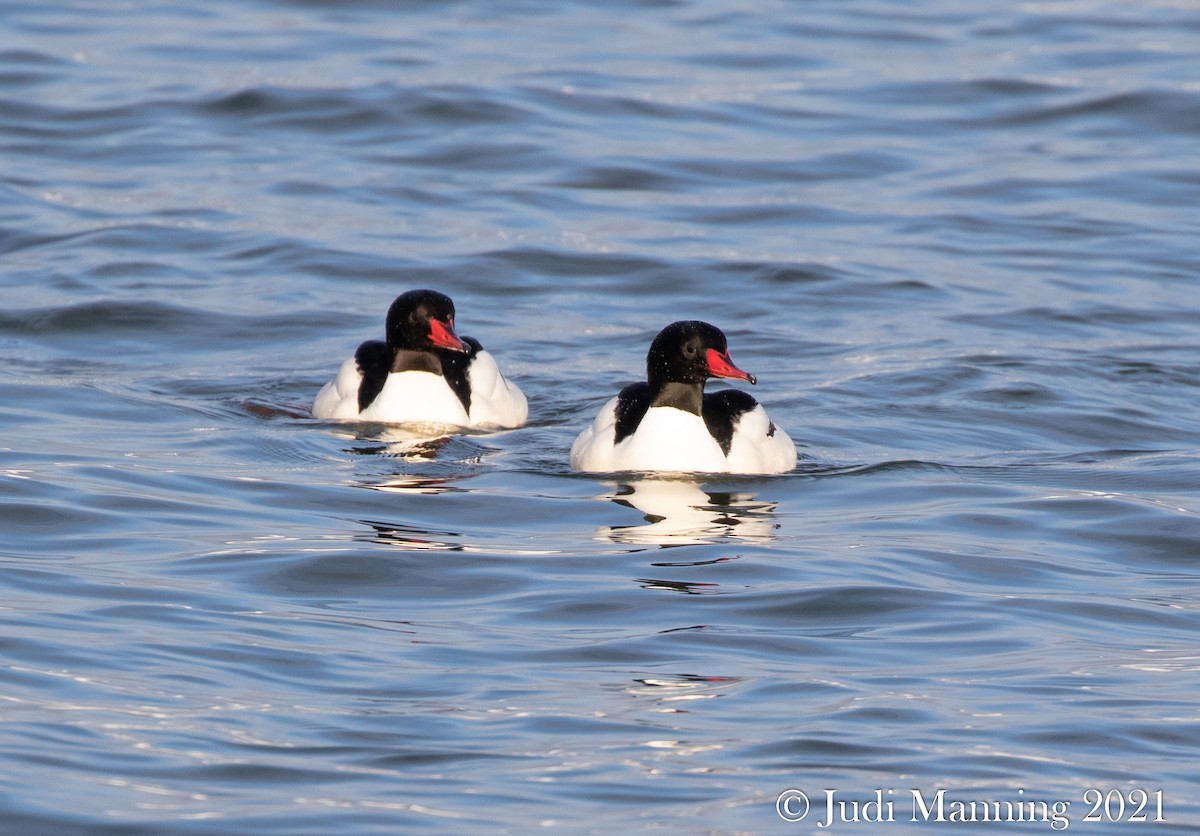 Common Merganser - Carl & Judi Manning