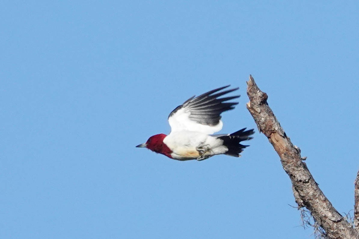 Red-headed Woodpecker - ML304544441