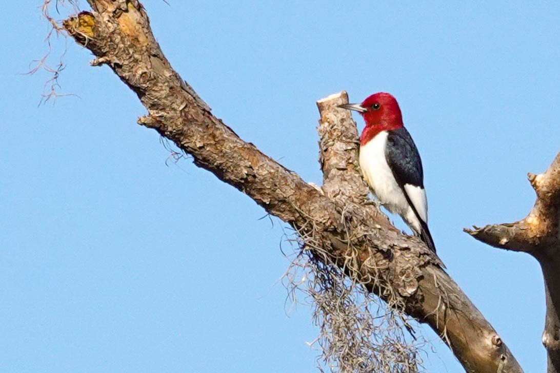 Red-headed Woodpecker - ML304544471