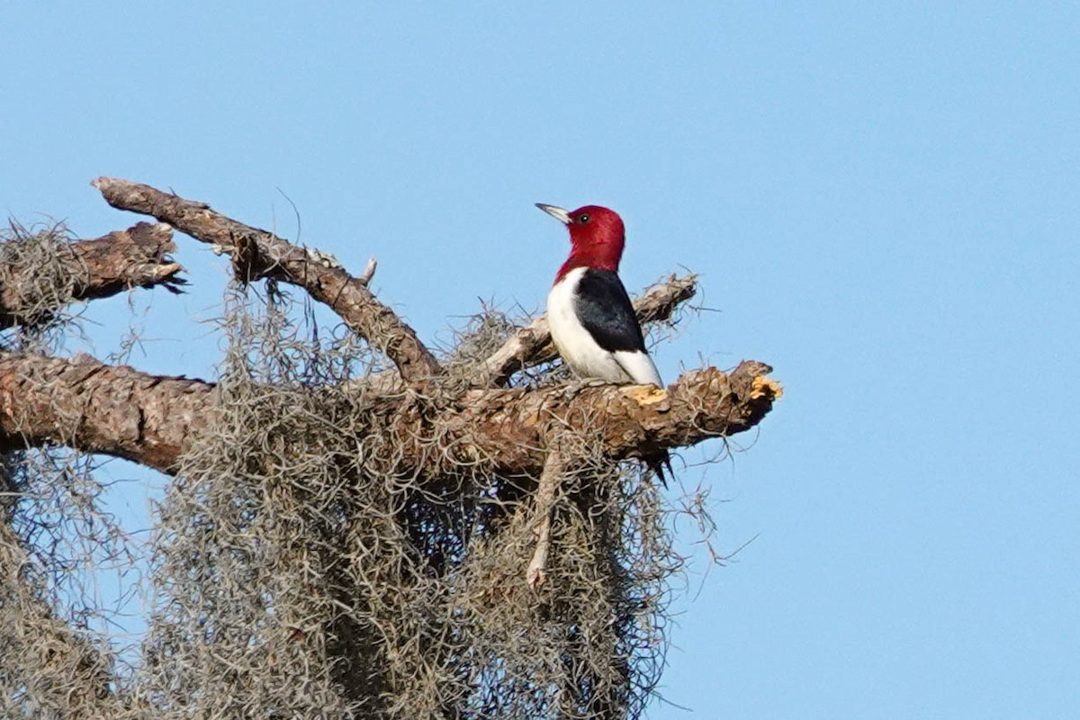 Red-headed Woodpecker - ML304544481