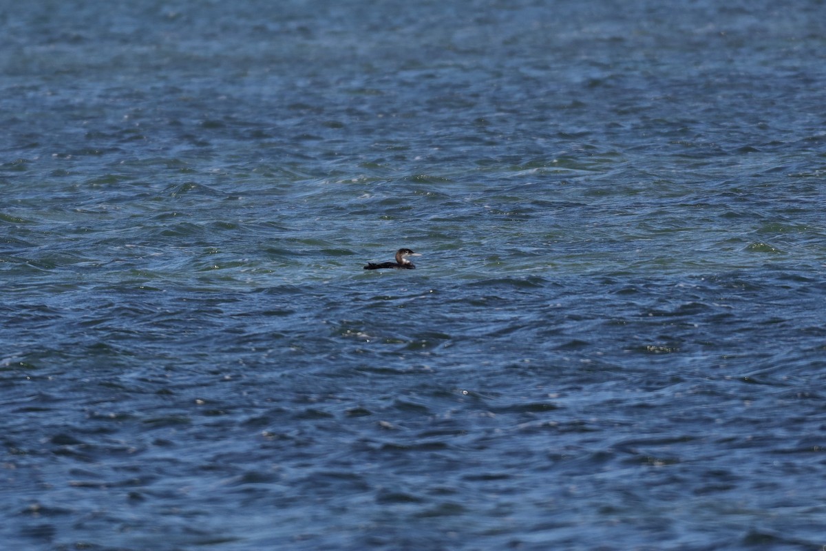 Common Loon - ML304544601