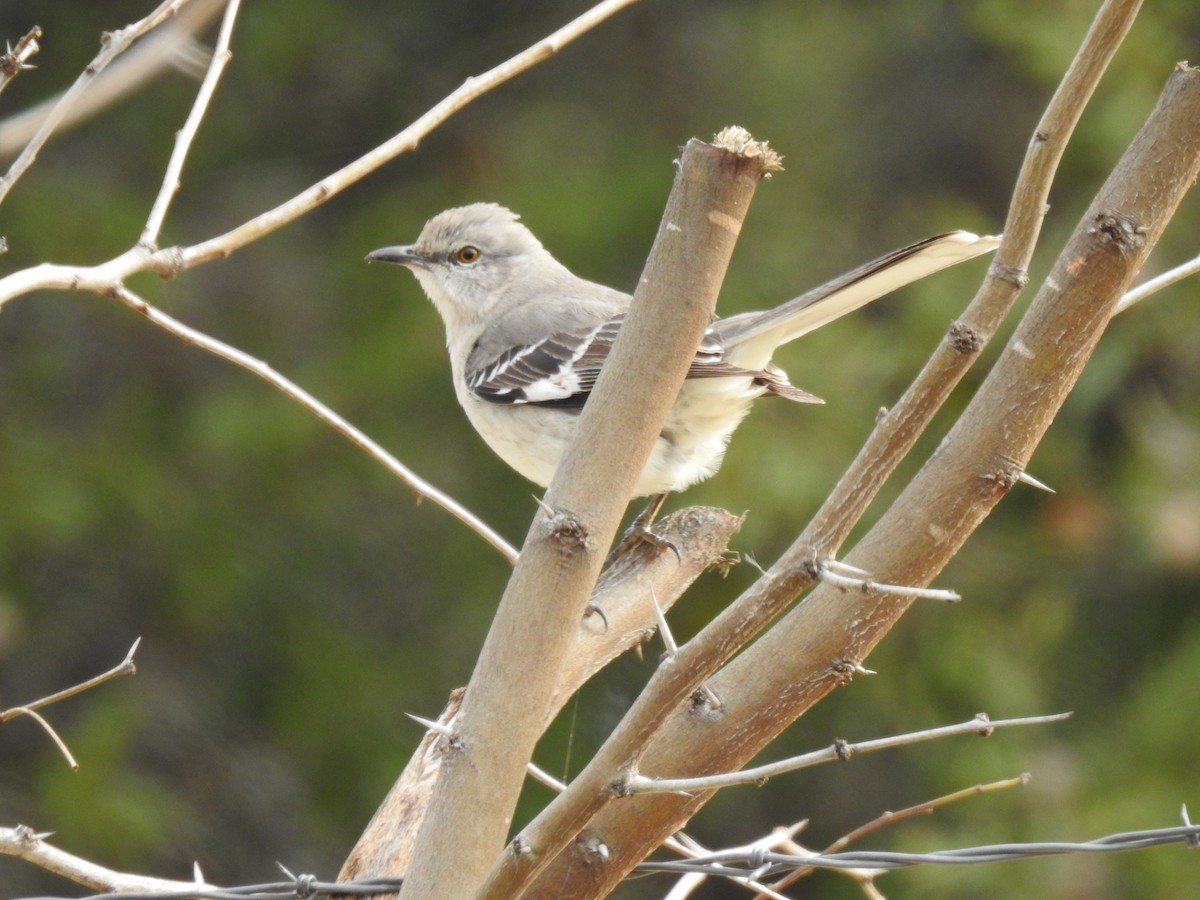 Northern Mockingbird - ML304545931