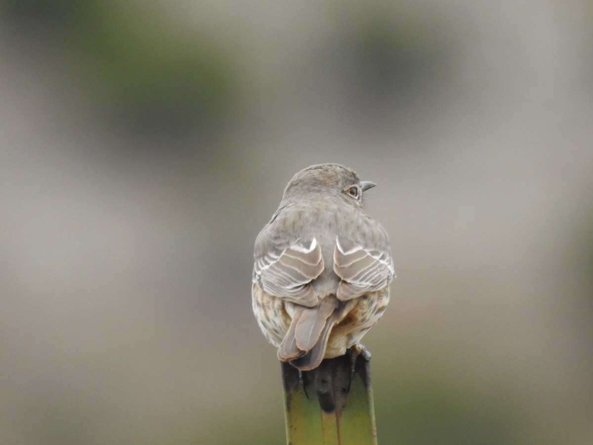 Sage Thrasher - Greg Steeves