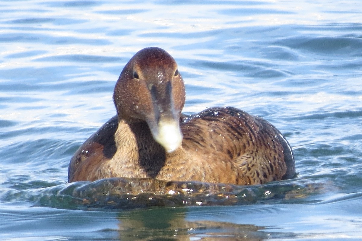 Common Eider - ML304547381