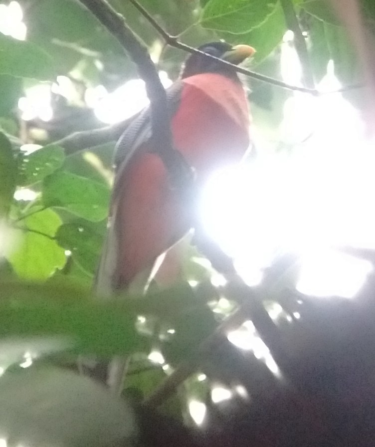 Philippine Trogon - ML30454781